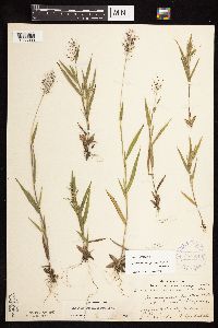 Dichanthelium acuminatum image