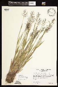 Dichanthelium acuminatum image