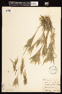 Dichanthelium acuminatum subsp. implicatum image