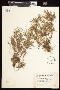 Dichanthelium acuminatum image