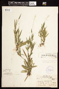 Dichanthelium acuminatum subsp. implicatum image