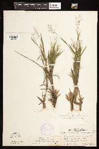 Dichanthelium acuminatum subsp. implicatum image