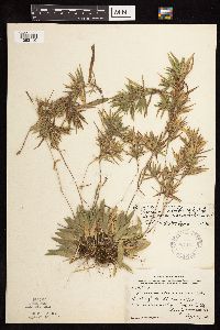 Dichanthelium acuminatum subsp. implicatum image