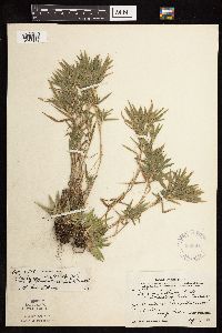 Dichanthelium acuminatum image