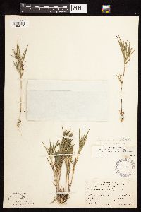 Dichanthelium acuminatum subsp. implicatum image