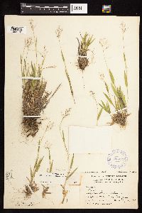 Dichanthelium acuminatum subsp. implicatum image