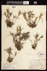 Dichanthelium acuminatum subsp. implicatum image