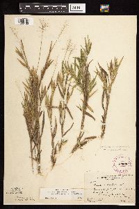 Dichanthelium acuminatum image