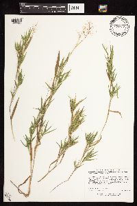 Dichanthelium acuminatum subsp. implicatum image