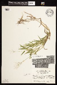 Dichanthelium acuminatum subsp. implicatum image