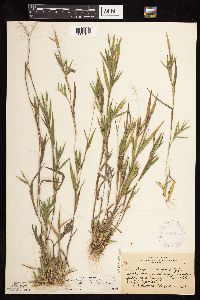 Dichanthelium acuminatum subsp. columbianum image