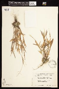 Dichanthelium acuminatum image
