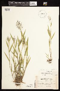 Dichanthelium acuminatum subsp. columbianum image