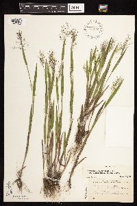 Dichanthelium lanuginosum image