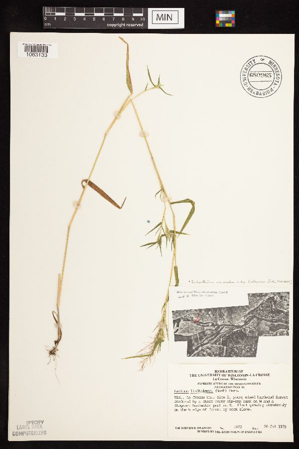 Dichanthelium acuminatum subsp. lindheimeri image