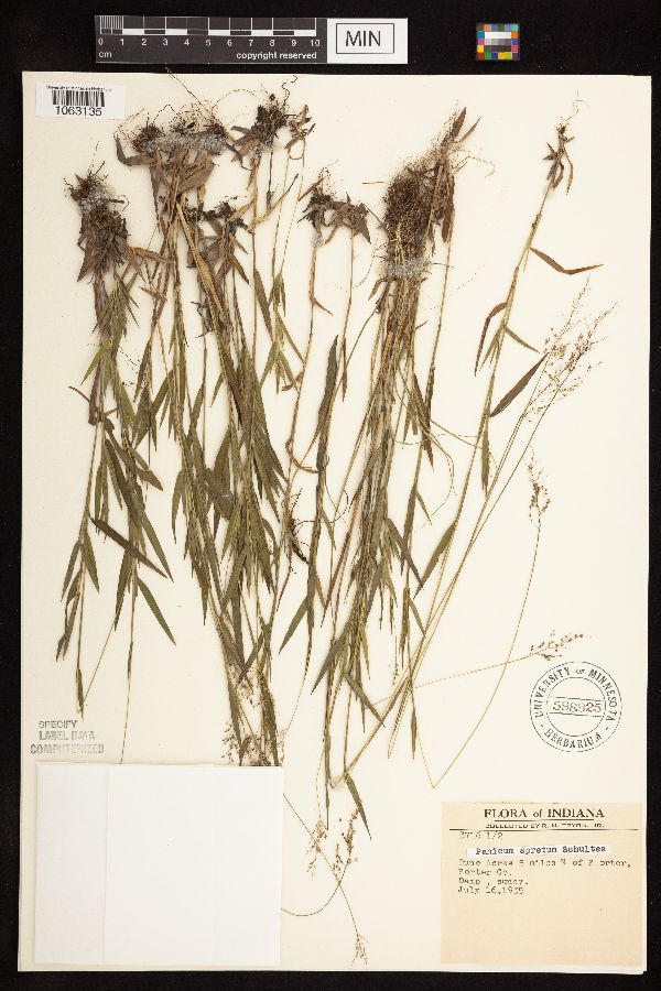 Dichanthelium acuminatum subsp. spretum image