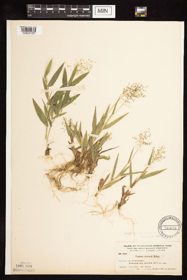 Dichanthelium acuminatum subsp. thermale image