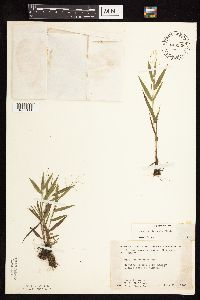 Dichanthelium boreale image