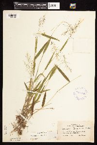 Dichanthelium boreale image