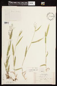 Dichanthelium boreale image