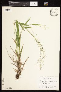 Dichanthelium boreale image