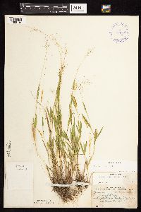 Dichanthelium acuminatum image