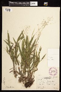 Dichanthelium boreale image