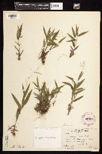 Dichanthelium boreale image