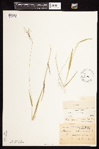 Dichanthelium boreale image