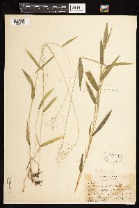 Dichanthelium boreale image