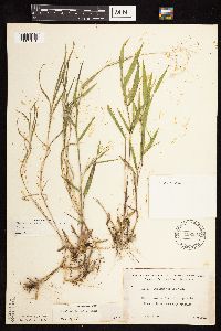 Dichanthelium boreale image