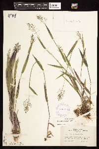 Dichanthelium boreale image