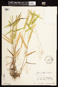 Dichanthelium boreale image