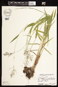 Dichanthelium boreale image