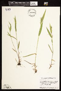 Dichanthelium boreale image