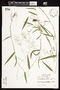 Dichanthelium boreale image