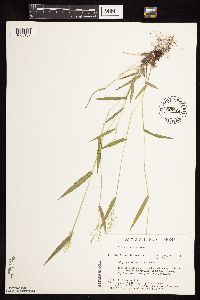 Dichanthelium boreale image