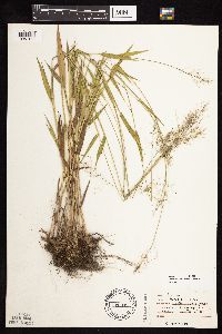 Dichanthelium boreale image