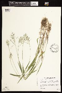 Dichanthelium boreale image