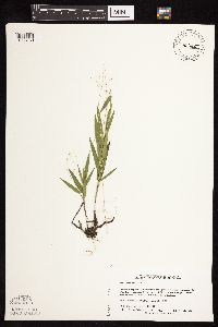 Dichanthelium boreale image