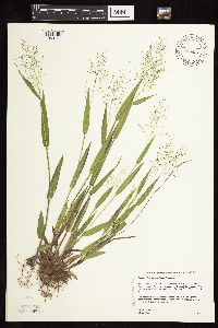 Dichanthelium boreale image