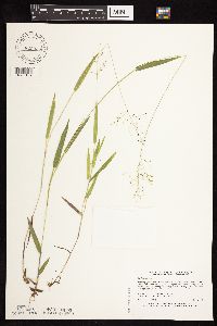 Dichanthelium boreale image