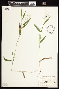 Dichanthelium boreale image