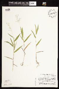 Dichanthelium boreale image