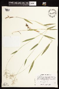 Dichanthelium boreale image