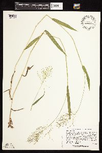 Dichanthelium boreale image