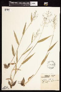 Dichanthelium boreale image