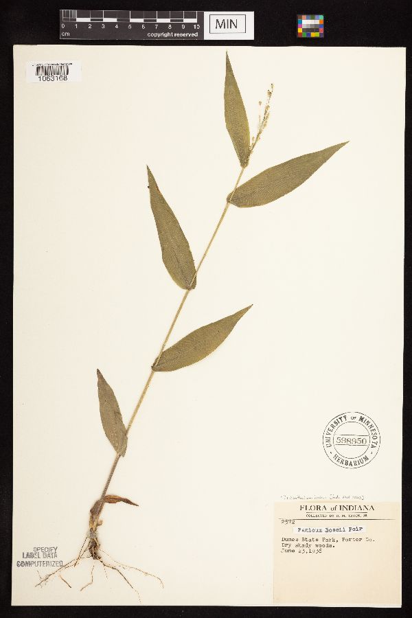 Dichanthelium boscii image