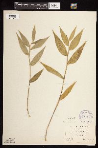 Dichanthelium boscii image