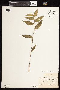 Dichanthelium boscii image